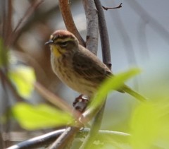 Setophaga palmarum palmarum