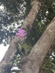 Epidendreae