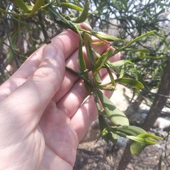 Phoradendron forestierae