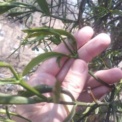 Phoradendron forestierae