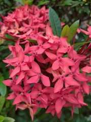 Ixora