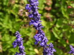 Salvia farinacea