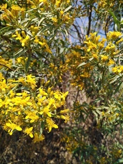 Barkleyanthus salicifolius