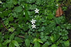 Ellisiophyllum pinnatum