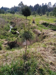 Pinus