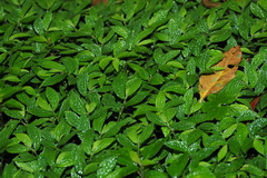 Elatostema parvum