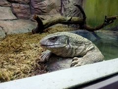 Varanus exanthematicus