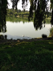 Anas platyrhynchos domesticus