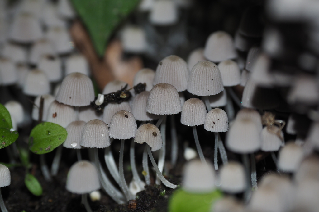 Coprinellus disseminatus · June 2018 · photo: © cynthiasu (iNaturalist, cc-by)