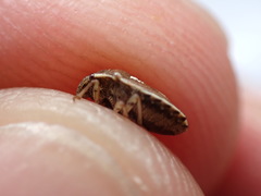 Neottiglossa lineolata