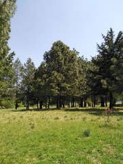 Pinus