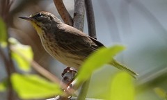 Setophaga palmarum palmarum