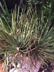 Agave stricta
