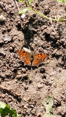 Polygonia c-album