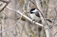 Poecile atricapillus