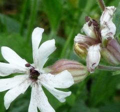 Microbotryum lychnidis-dioicae