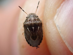 Neottiglossa lineolata