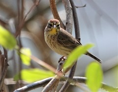 Setophaga palmarum palmarum