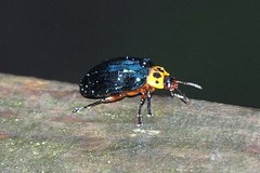 Plagiosterna maculicollis insularis