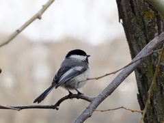 Poecile atricapillus