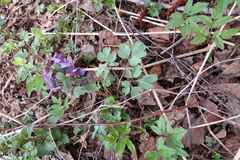 Peronospora corydalis