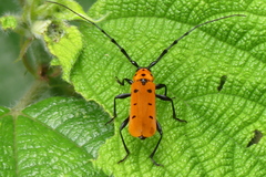 Rosalia decempunctata