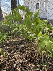 Polygonatum odoratum pluriflorum