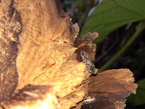Pristimantis brevicrus