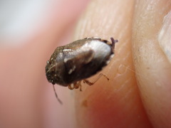 Neottiglossa lineolata