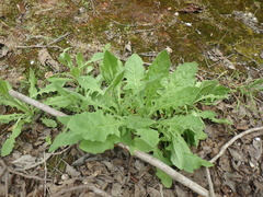 Crepis pulchra