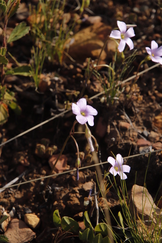 Image of Tooth Sorrel (Oxalis dentata) by (c) Tony Rebelo, some rights reserved (CC BY-SA)