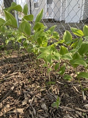 Polygonatum odoratum pluriflorum