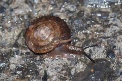 Aegista