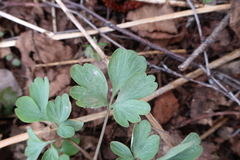 Peronospora corydalis