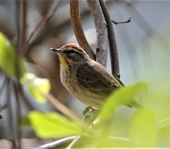 Setophaga palmarum palmarum