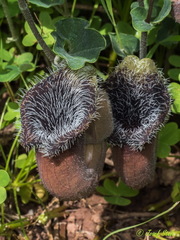 Aristolochia cretica