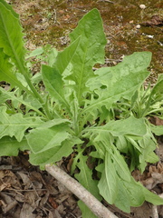 Crepis pulchra
