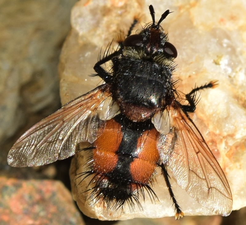Peleteria rubescens