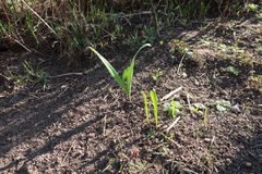 Allium aflatunense