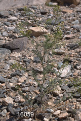 Descurainia pinnata glabra