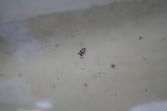 Mompha sturnipennella