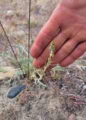 Artemisia campestris borealis