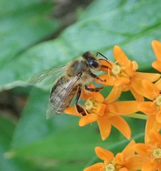 Apis mellifera
