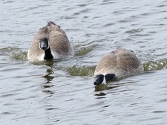 Branta canadensis