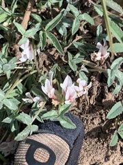 Trifolium gymnocarpon