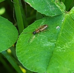 Telephanus