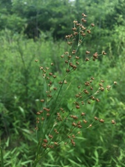 Juncus biflorus