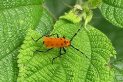 Rosalia decempunctata