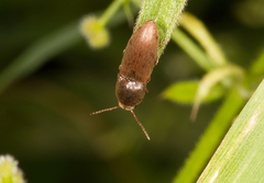 Agriotes sputator
