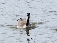 Branta canadensis